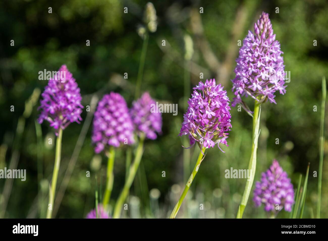 Pyramidal orchid flowers (Anacamptis pyramidalis). Stock Photo