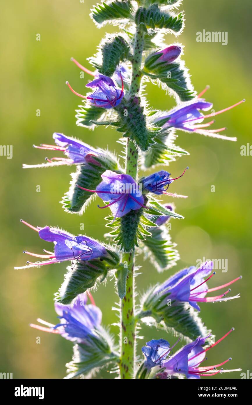 Viper's bugloss or blueweed flowers (Echium vulgare). Stock Photo