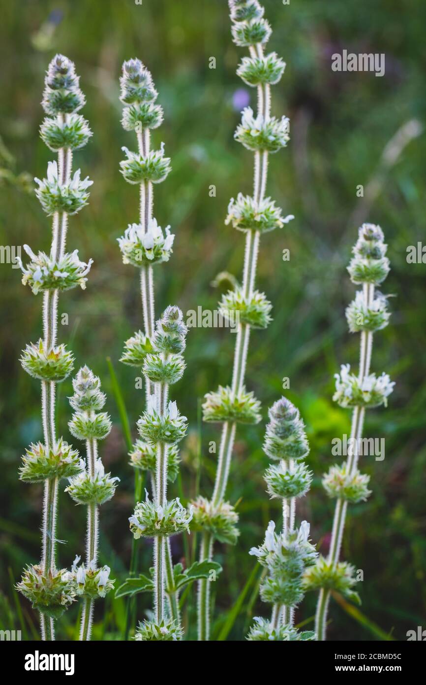 Zahareña flowers (Sideritis hirsuta). Stock Photo