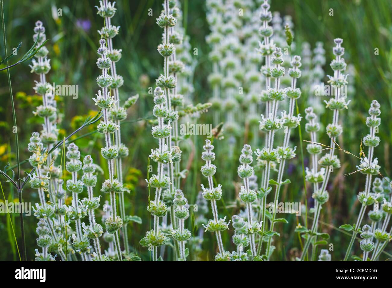Zahareña flowers (Sideritis hirsuta). Stock Photo