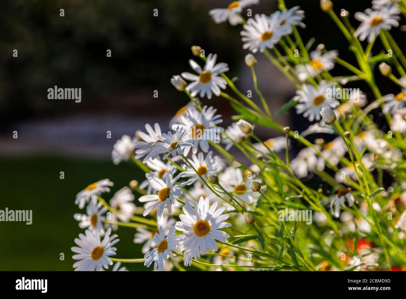 Max chrysanthemum flowers (Leucanthemum maximum) in a garden. Stock Photo