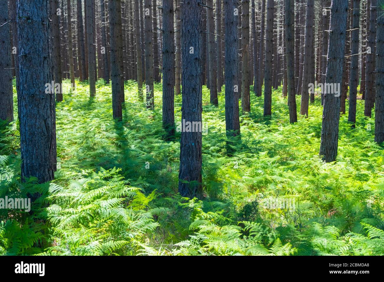 Pine trees forest and ferns. Stock Photo