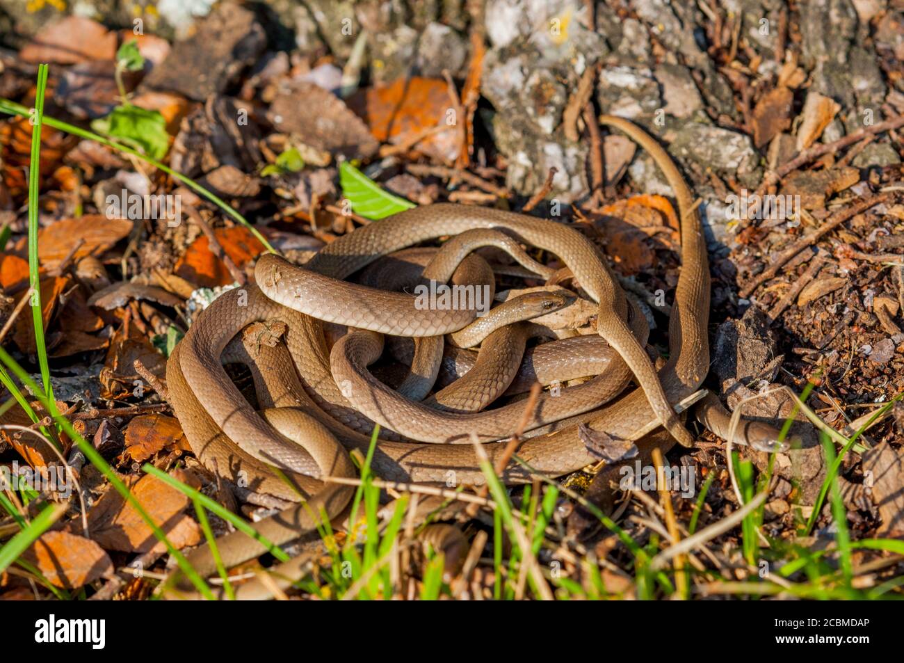 Rough earth snakes in the Hill Country of Texas near Hunt, USA Stock