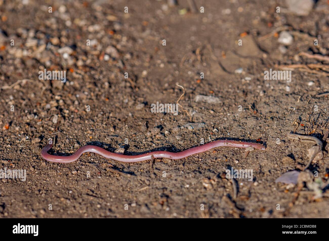 A Texas blind snake, Leptotyphlops dulcis, (also called plains thread snake) in the Hill Country of Texas near Hunt, USA. Stock Photo