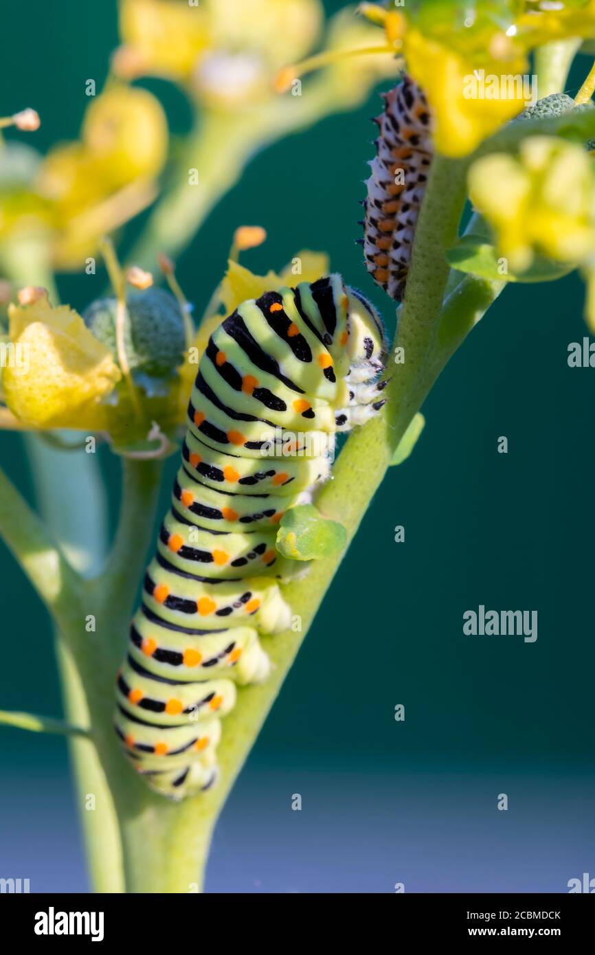 Old World swallowtail caterpillar (Papilio machaon Stock Photo - Alamy