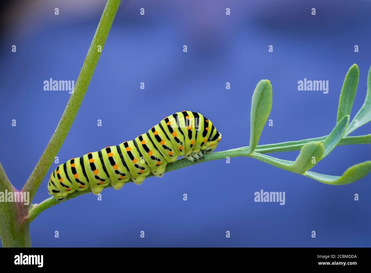 Old World swallowtail caterpillar (Papilio machaon). Stock Photo