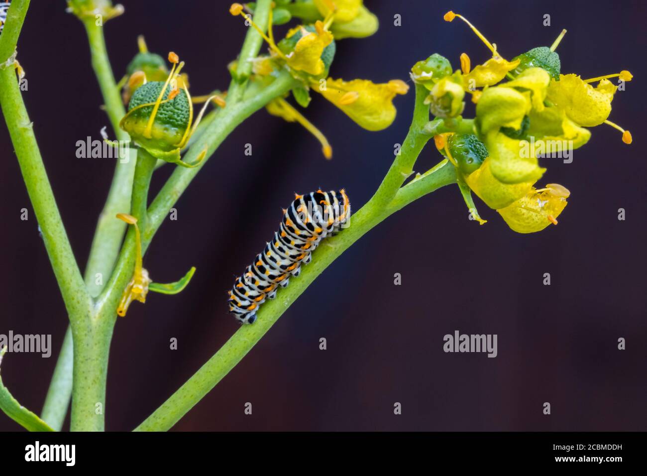 Old World swallowtail caterpillar (Papilio machaon). Stock Photo