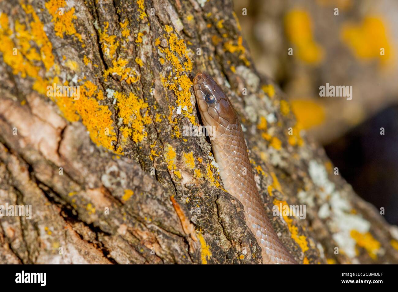USA, TEXAS, HILL COUNTRY NEAR HUNT, ROUGH EARTH SNAKE ON TREE