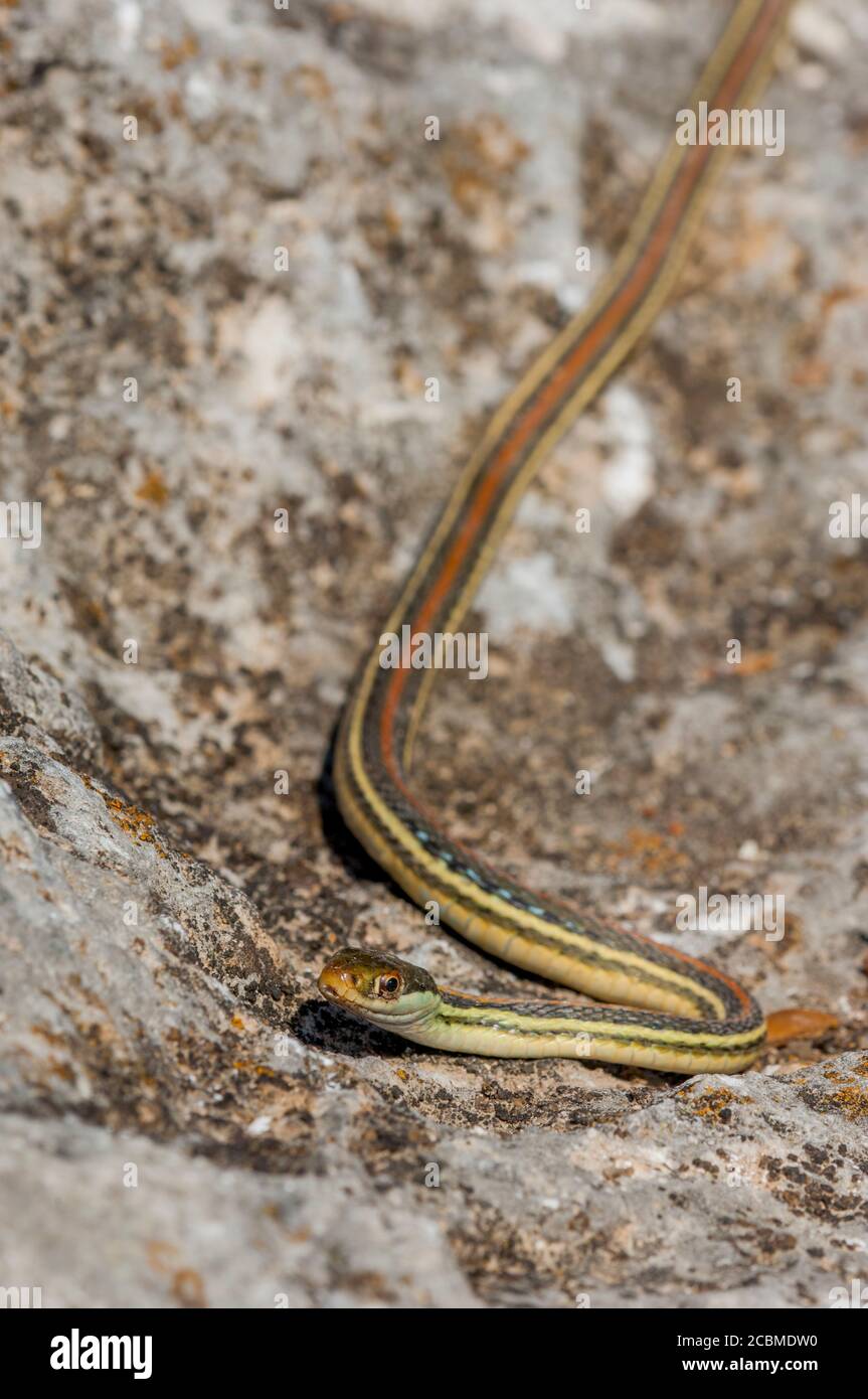 A Garter snake is crawling over a rock in the Hill Country of Texas ...
