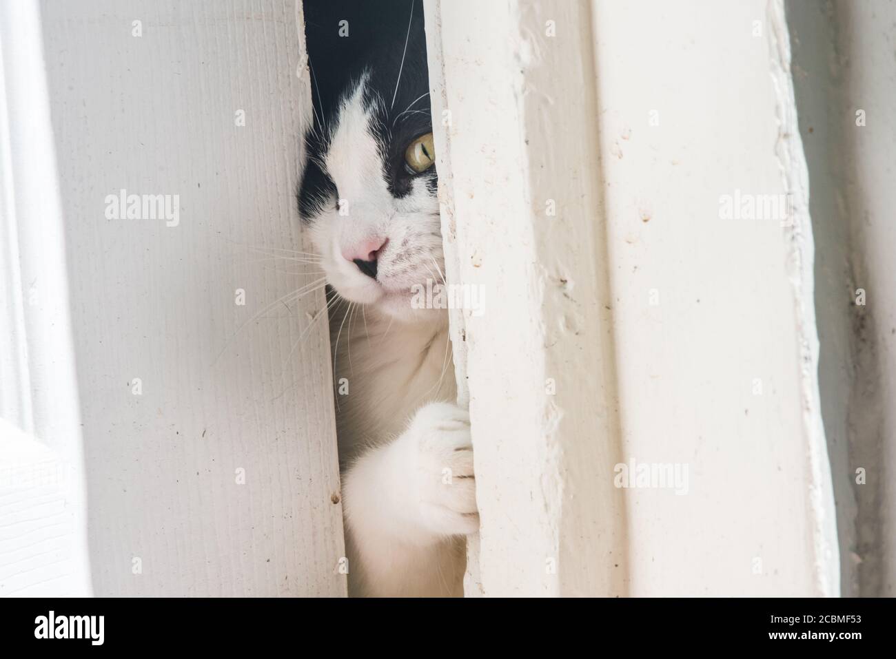 A curious cat peeking through a crack left by a partially open door. The indoor cat curiously watches the outdoors. Stock Photo