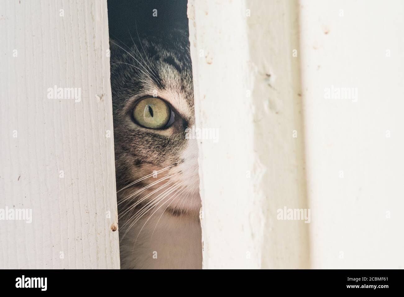 A curious cat peeking through a crack left by a partially open door. The indoor cat curiously watches the outdoors. Stock Photo