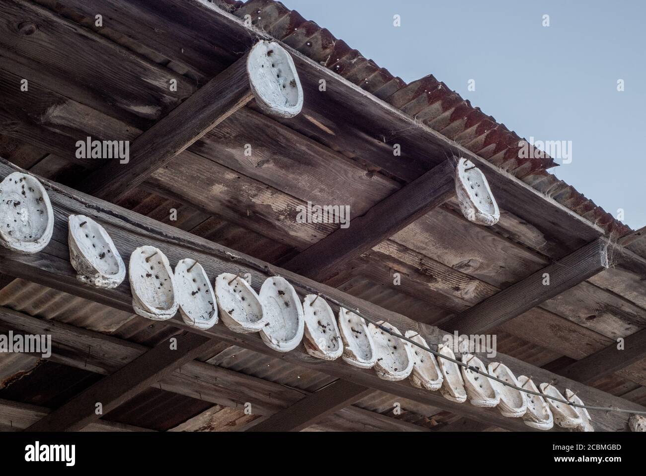 A line of Abalone shells hang at China camp state park in California. These marine mollusks used to be common but fisheries collapsed. Stock Photo