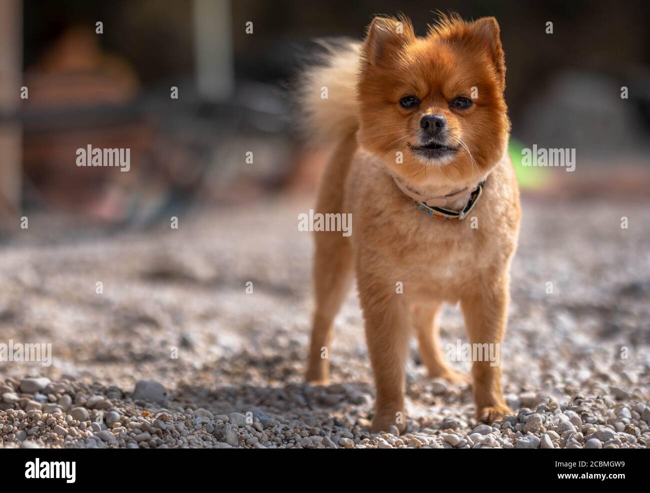 Pomeranian dog grooming with short hair. A dog stands on the beach