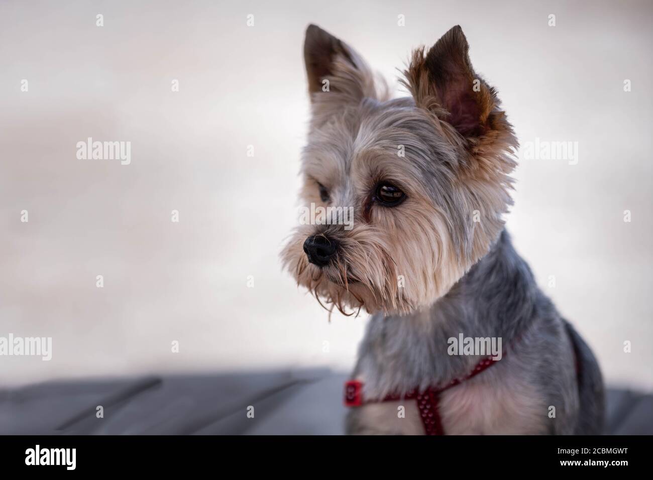 yorkshire terrier coat