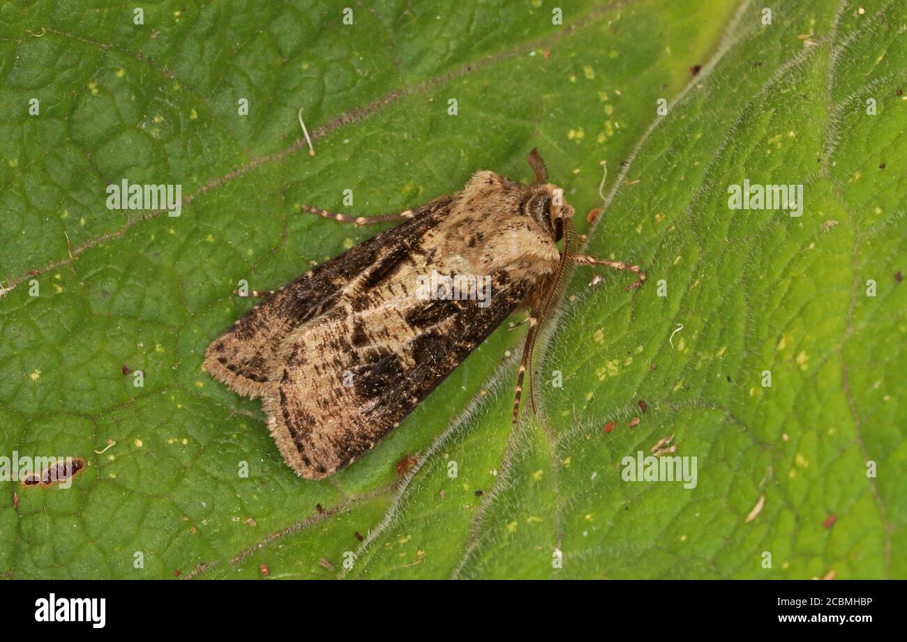 Heart and Club moth (Agrotis clavis) adult at rest on leaf  Eccles-on-Sea, Norfolk, UK                    June Stock Photo