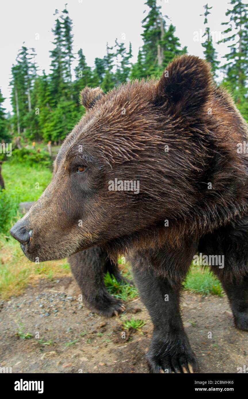 Closeup of a Grizzly bear at the wildlife park at Grouse Mountain in