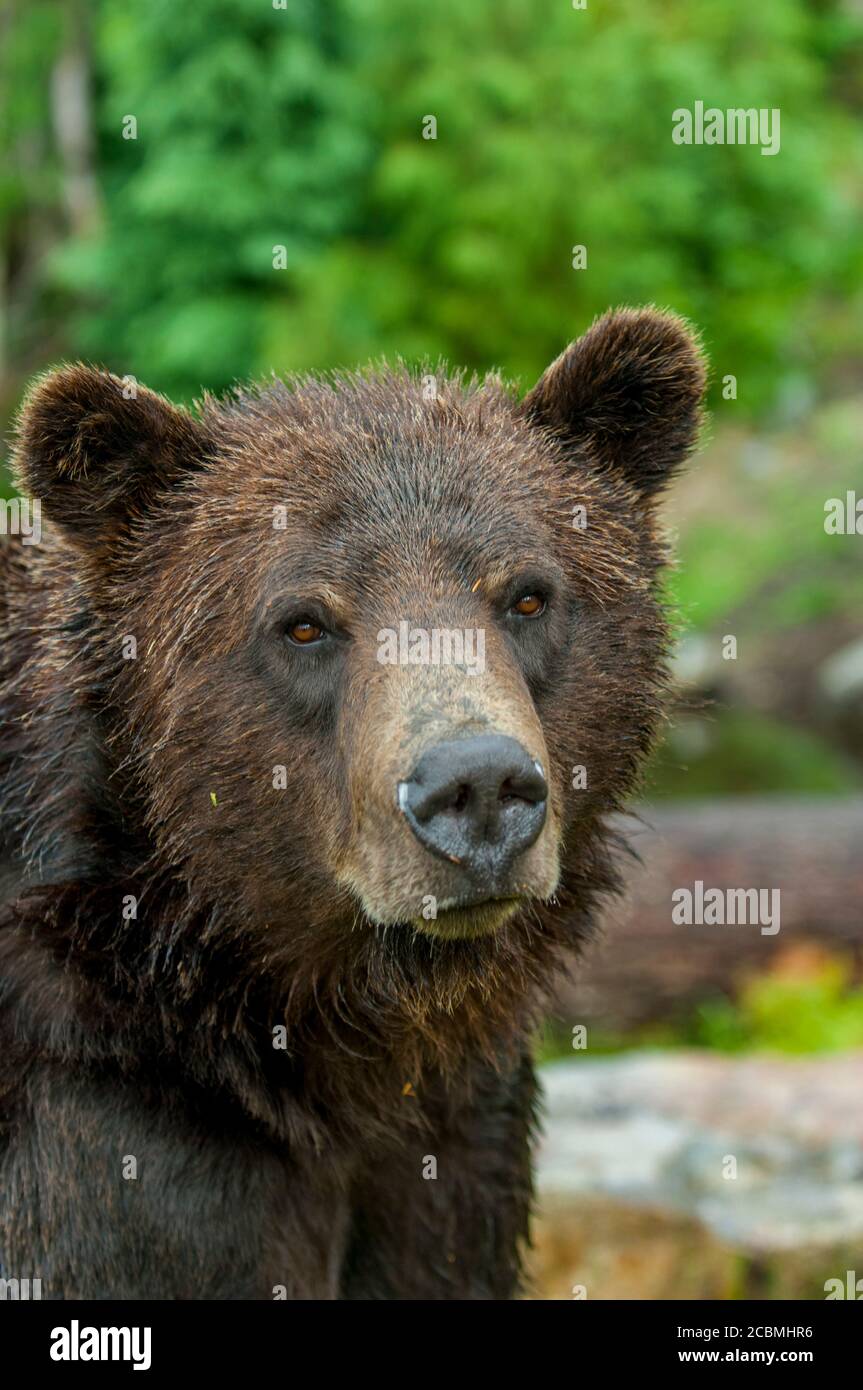 Closeup of a Grizzly bear at the wildlife park at Grouse Mountain in