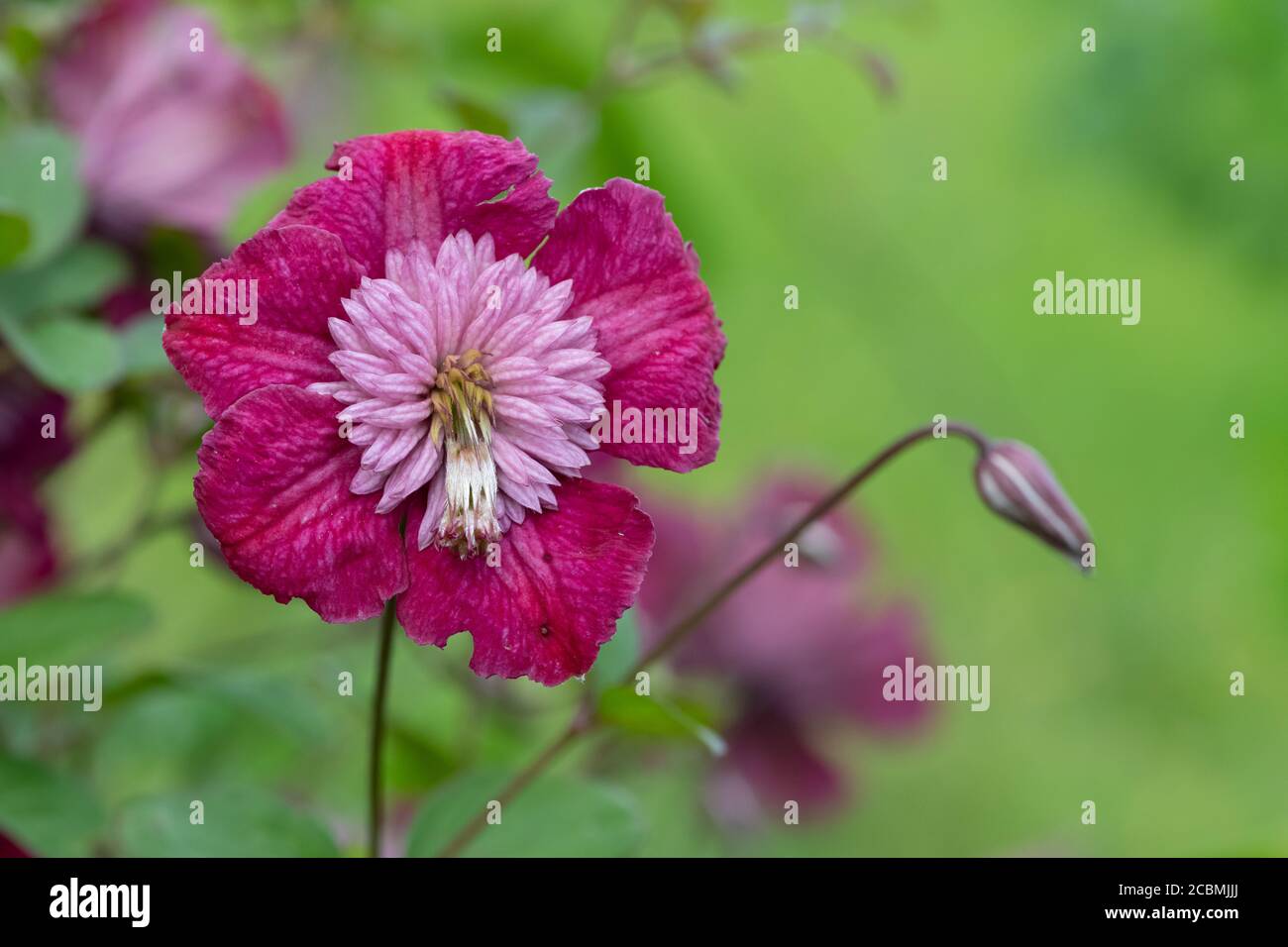Avant Garde Summer High Resolution Stock Photography And Images Alamy