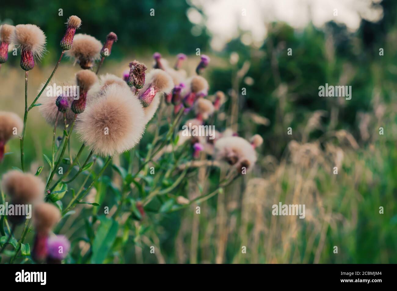 Thistles with fluff growing on a green field, natural background Stock Photo