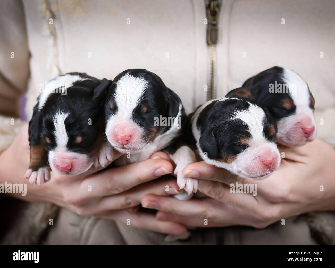 F1 Tri-colored Miniature Bernedoodle Puppies held in hands Stock Photo