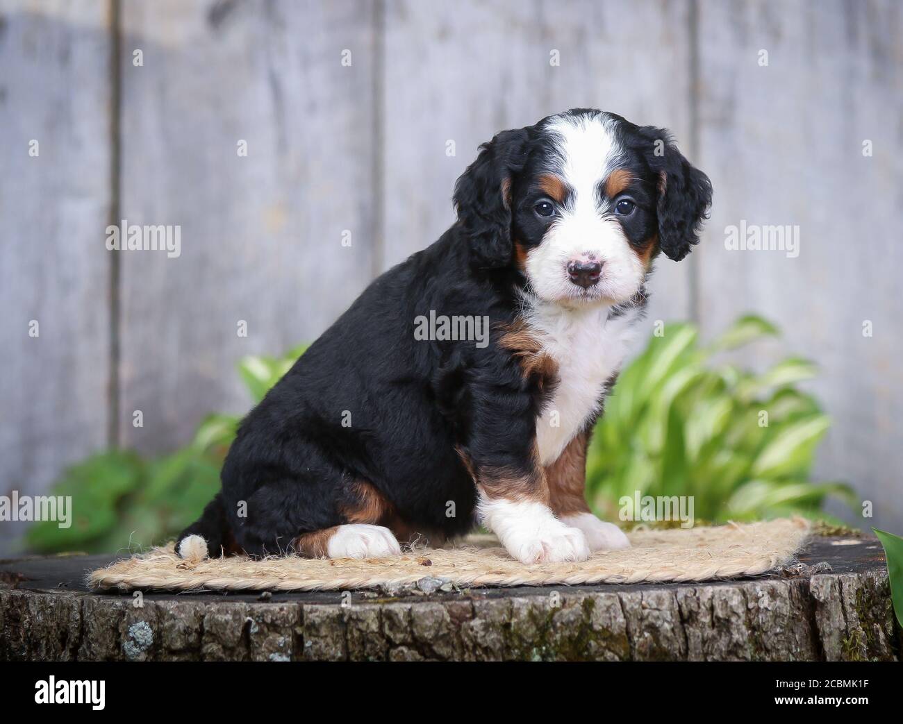 F1 Tri colored Miniature Bernedoodle Puppy on tree stump Stock