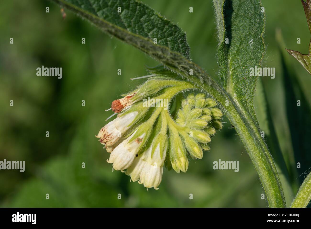 Close up of common comfrey (symphytum officinale) flowers in bloom Stock Photo