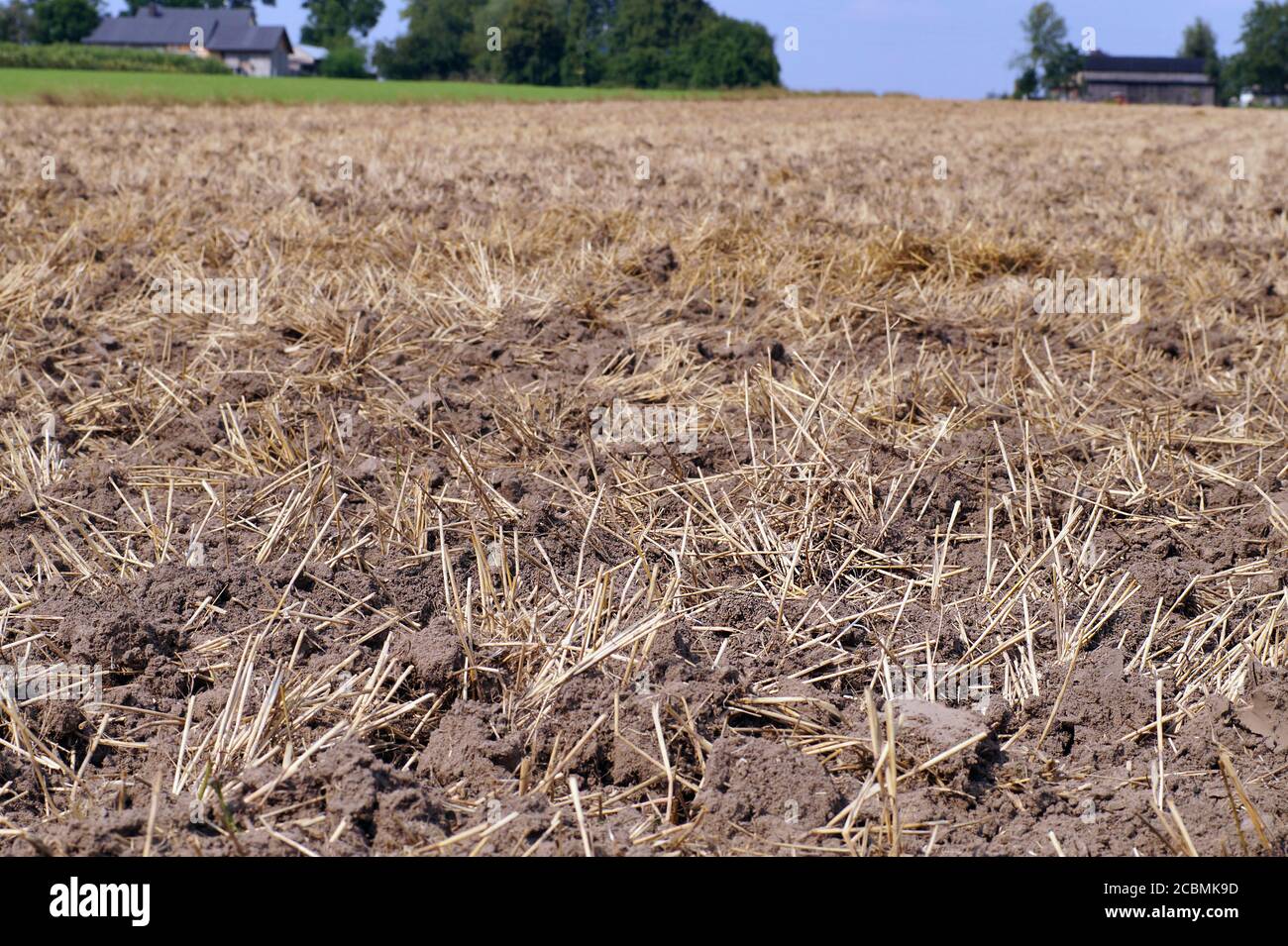Rural landscape after the grain harvest. Stubble Stock Photo - Alamy