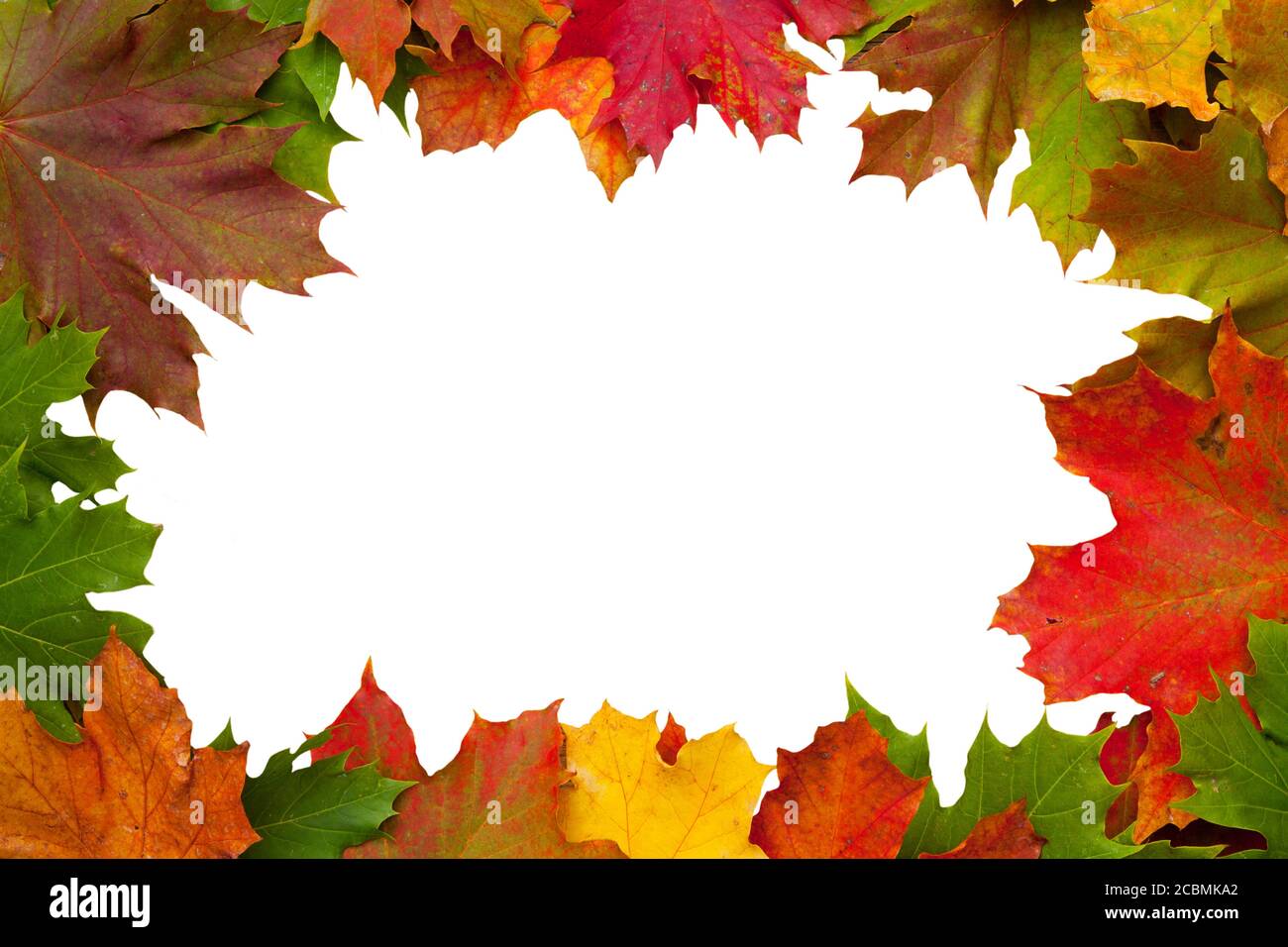Frame of colorful maple leaves with a blank white space in the center ...