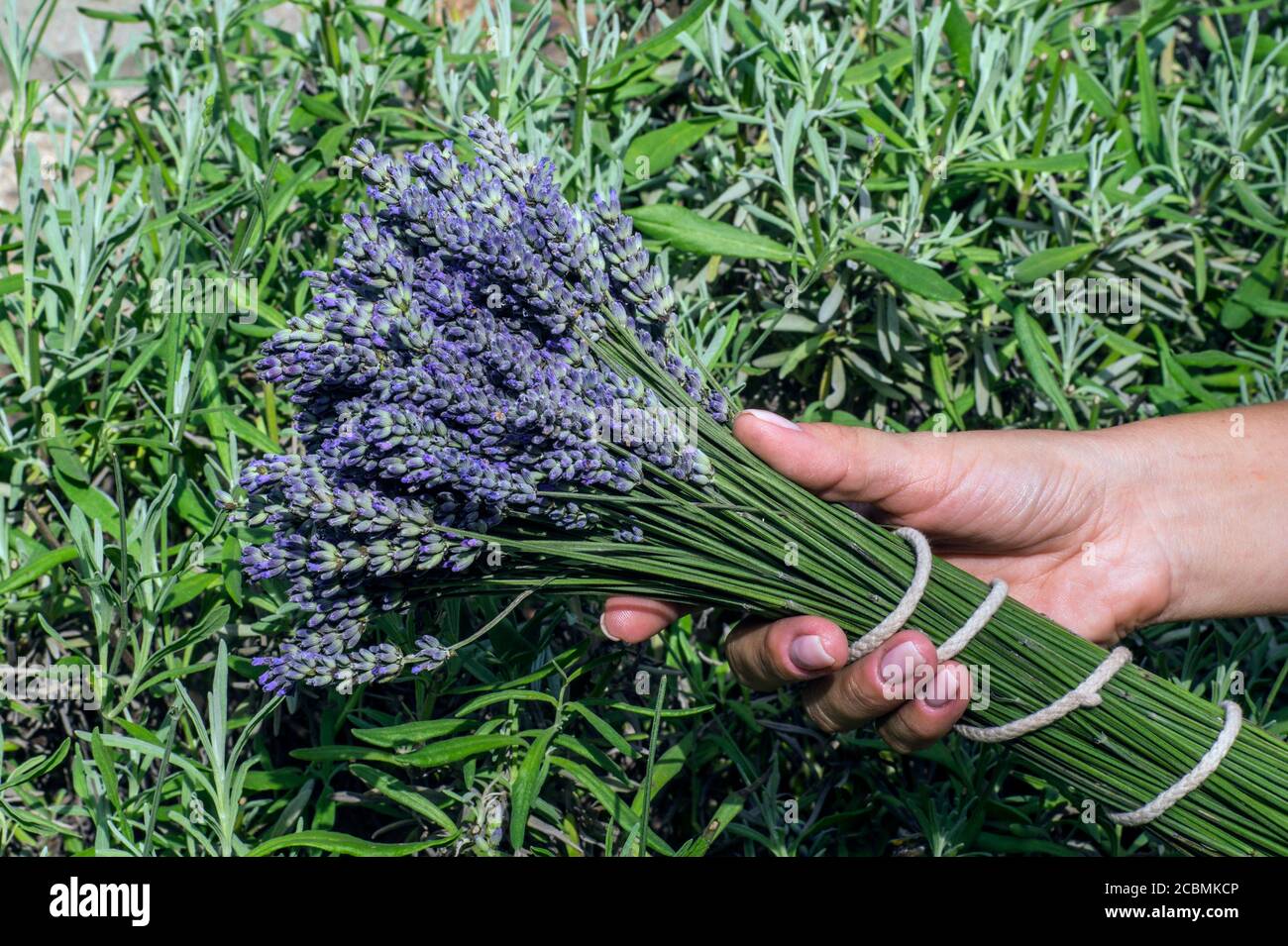 A bunch of lavender flowers in a woman's hand. Lavender harvest. Stock Photo