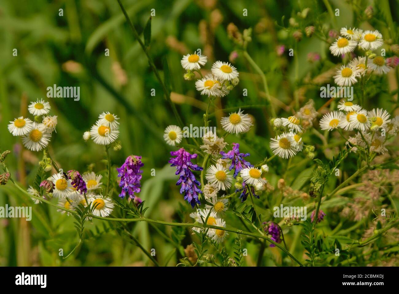 Purple vetch flowers and white and yellow daisies in a green field, selective focus Stock Photo