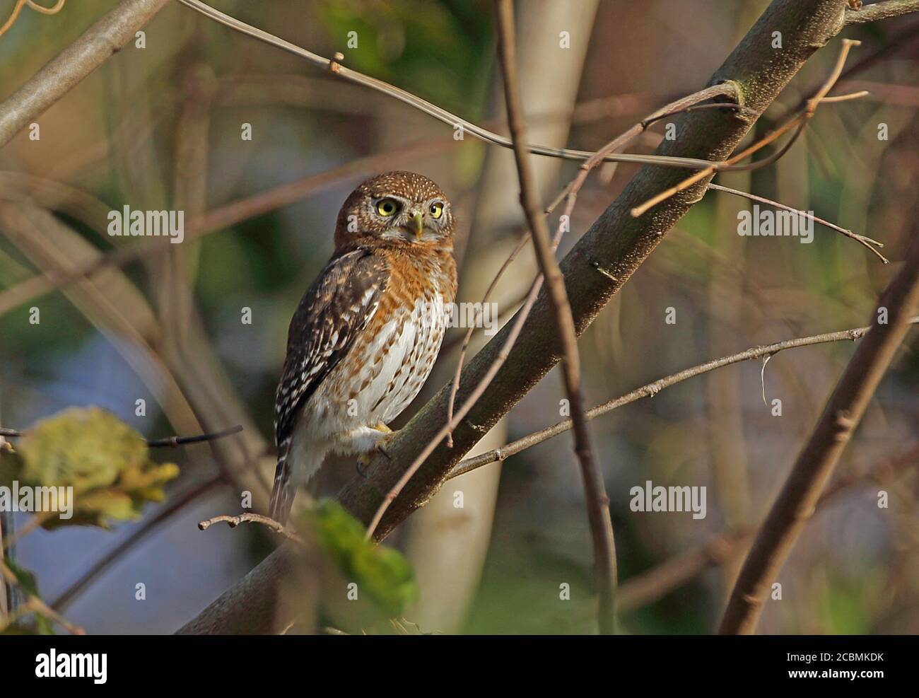 Cuban Pygmy-owl (Glaucidium siju siju) adult perched on branch  (Cuban endemic)  La Belen, Cuba          March 2013 Stock Photo