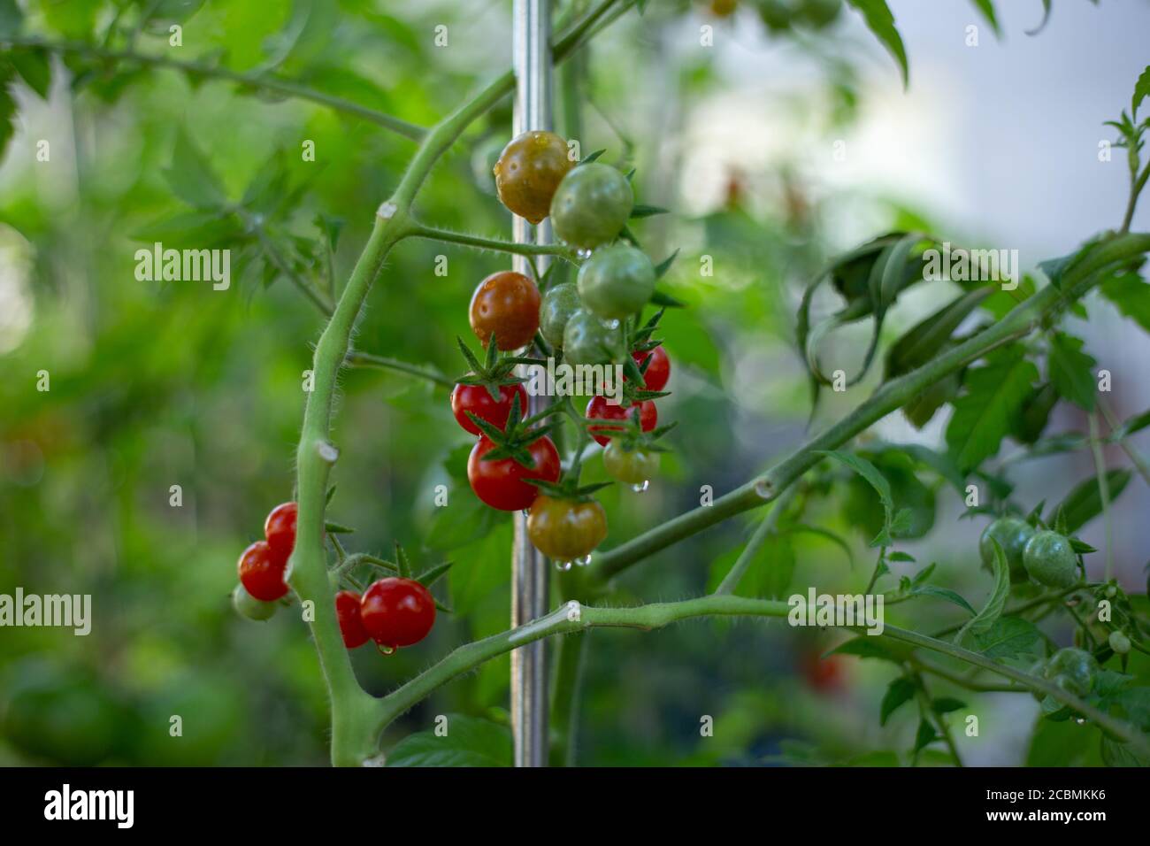 Tomato veranda red hires stock photography and images Alamy