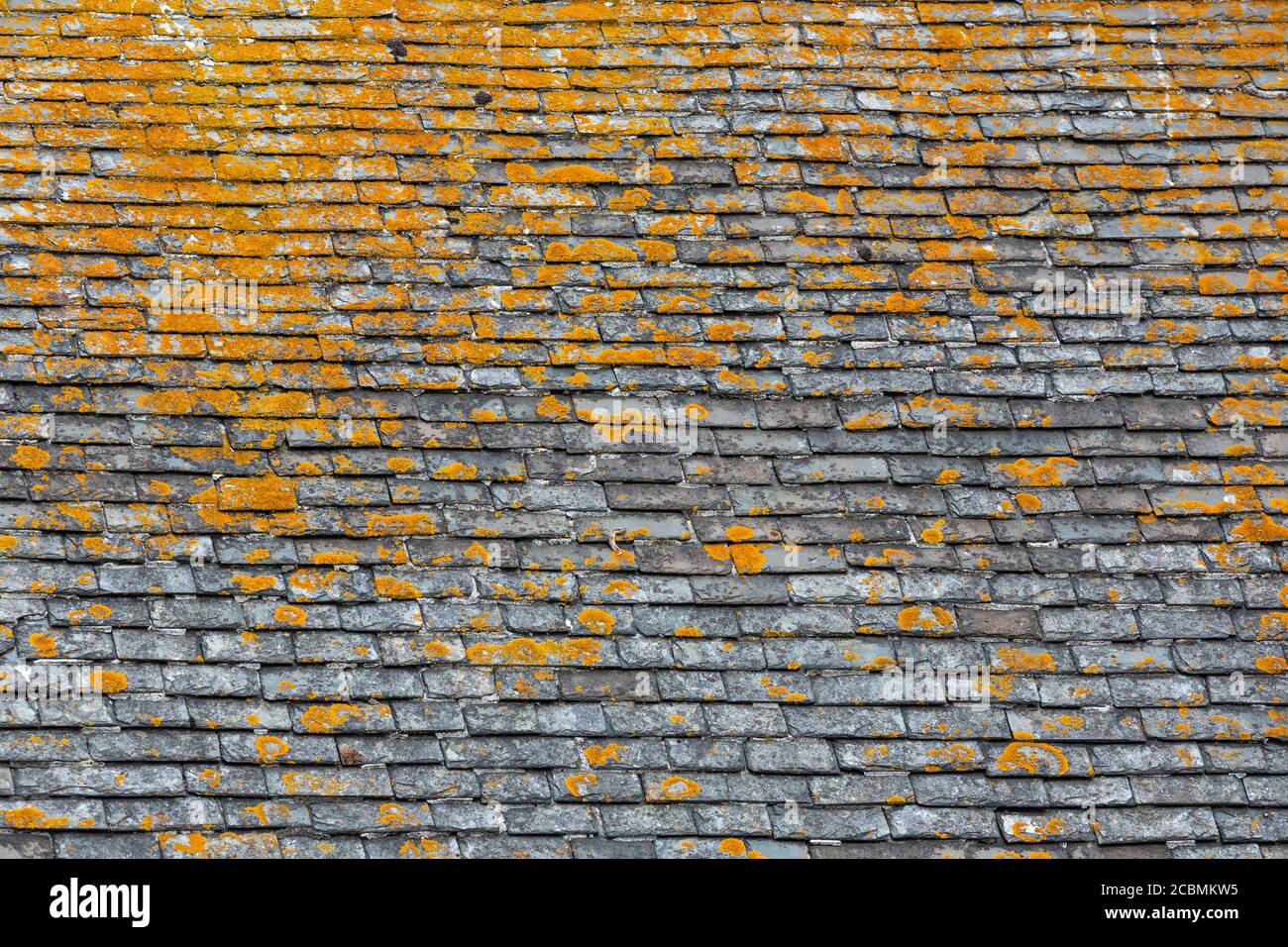 Detail view of roof tiles with algae in St Ives, Cornwall, England Stock Photo