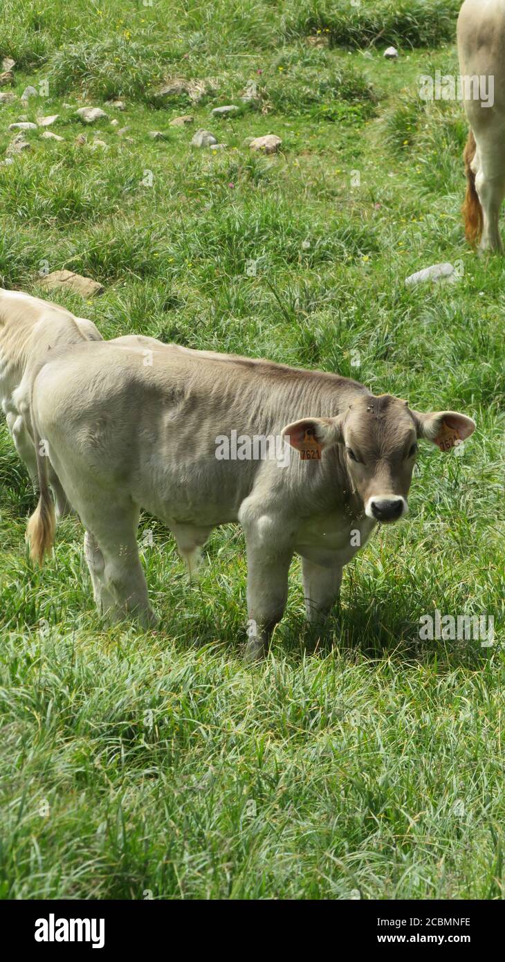 Cow and calf rocks panoramic hires stock photography and images Alamy