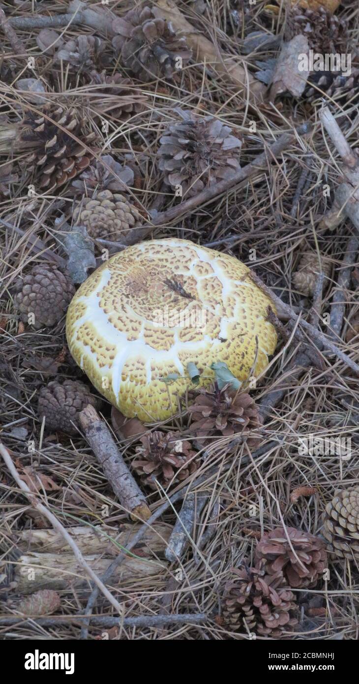 Mushroom in La Pedriza Stock Photo