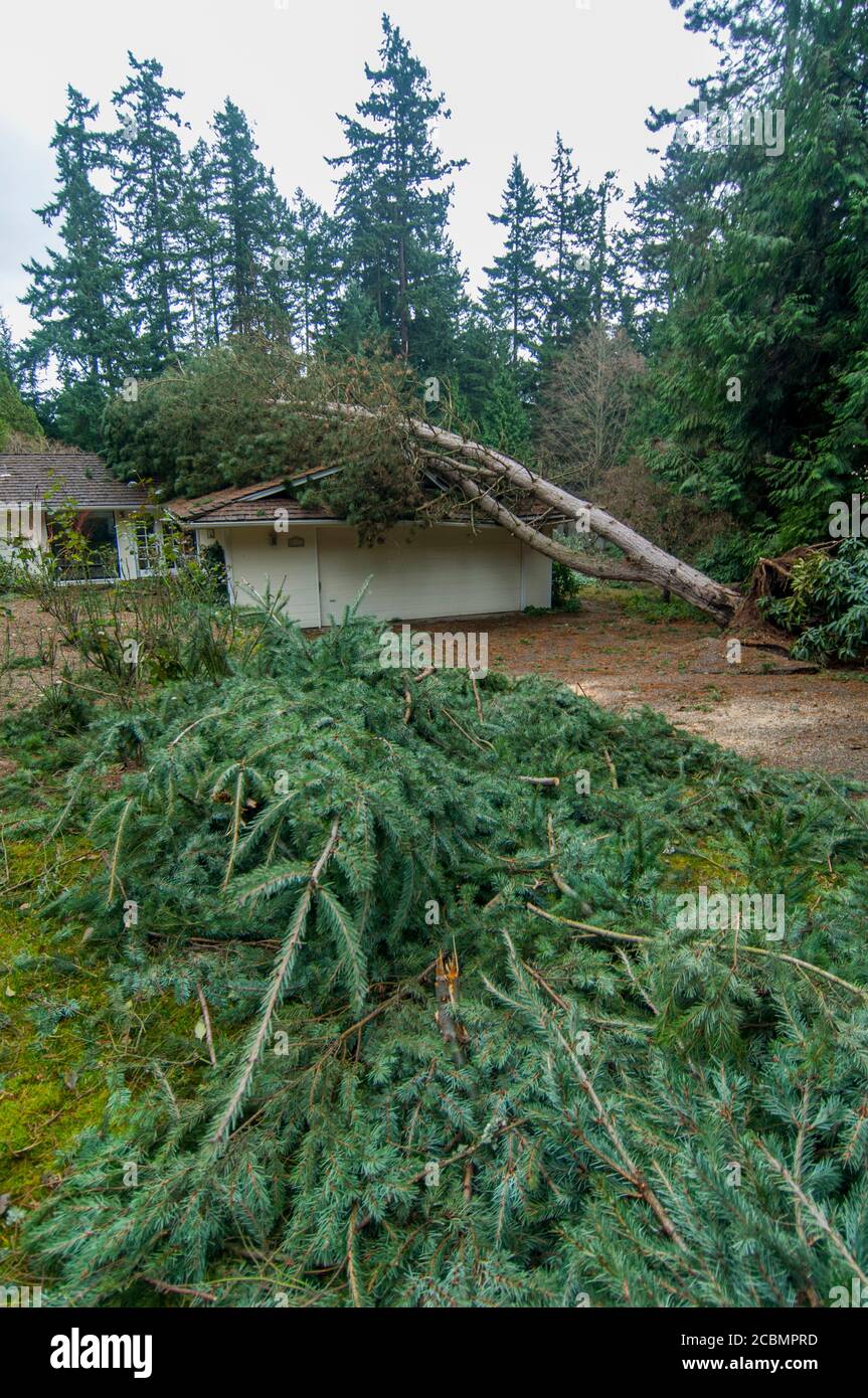A tree blown over by a storm destroyed the roof of a house in Bellevue