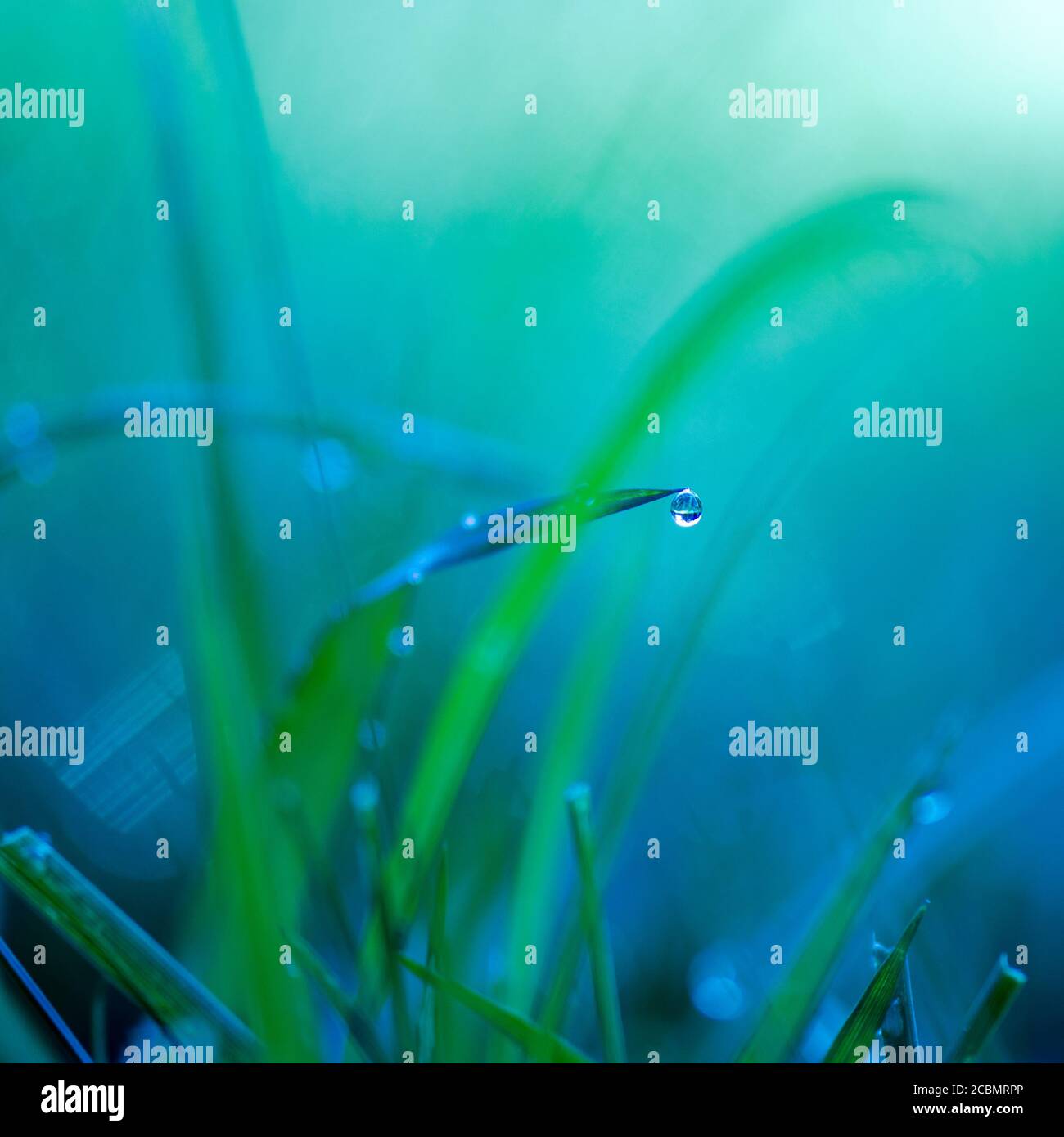 Abstract dew drops on grass Stock Photo - Alamy