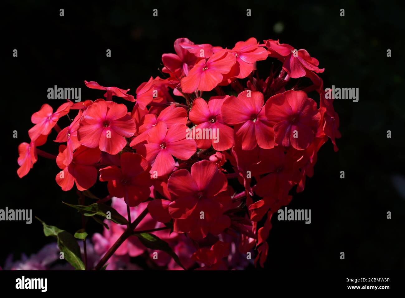 Red flowers. Phlox paniculata, fall phlox, garden phlox, perennial phlox or summer phlox Stock Photo