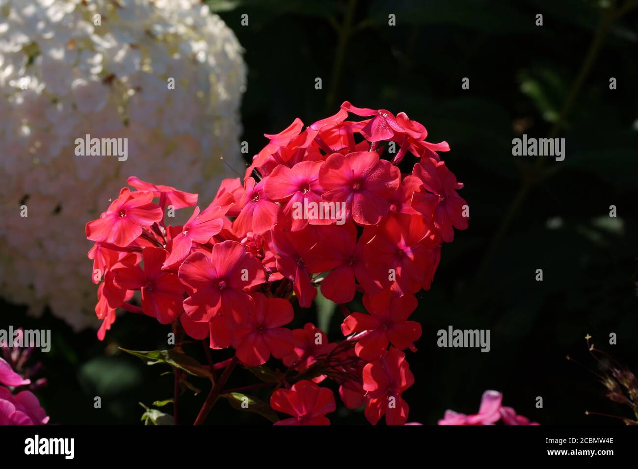 Red flowers. Phlox paniculata, fall phlox, garden phlox, perennial phlox or summer phlox Stock Photo