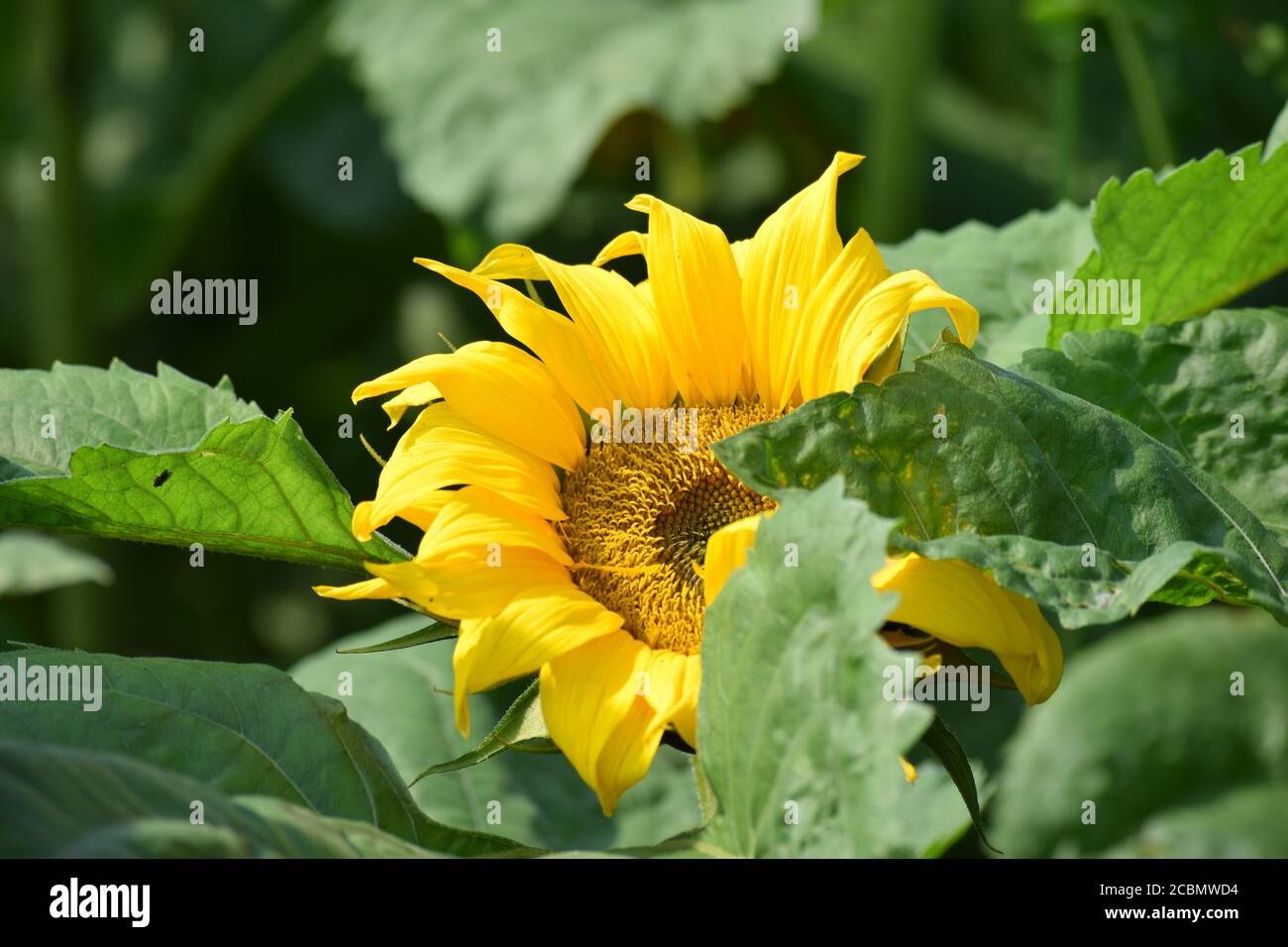Sunflower in a field in Shillelagh, Co. Wicklow, Ireland grown to support Wicklow Hospice Stock Photo