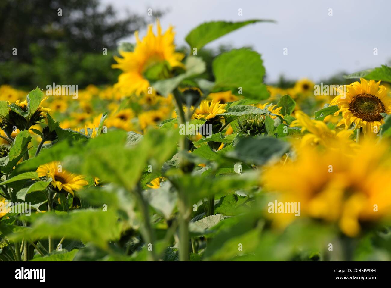 Field of Sunflowers in Shillelagh, Co. Wicklow, Ireland grown for charity - Wicklow Hospice Stock Photo
