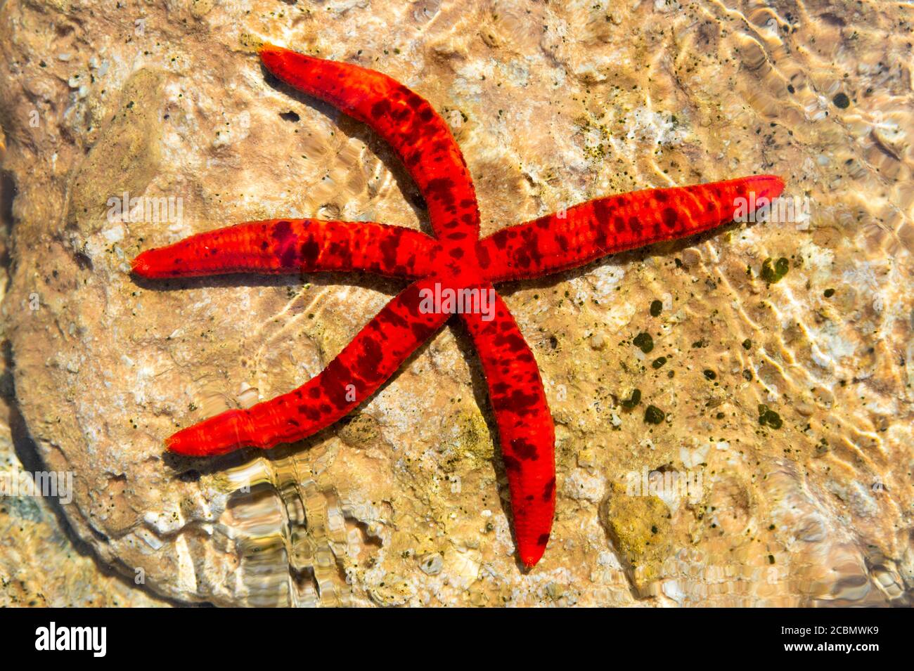 Purple Starfish also called Long-limb Starfish, Ophidiaster ophidianus, on rock shallows, Mediterranean Sea, Corfu, Greece Stock Photo