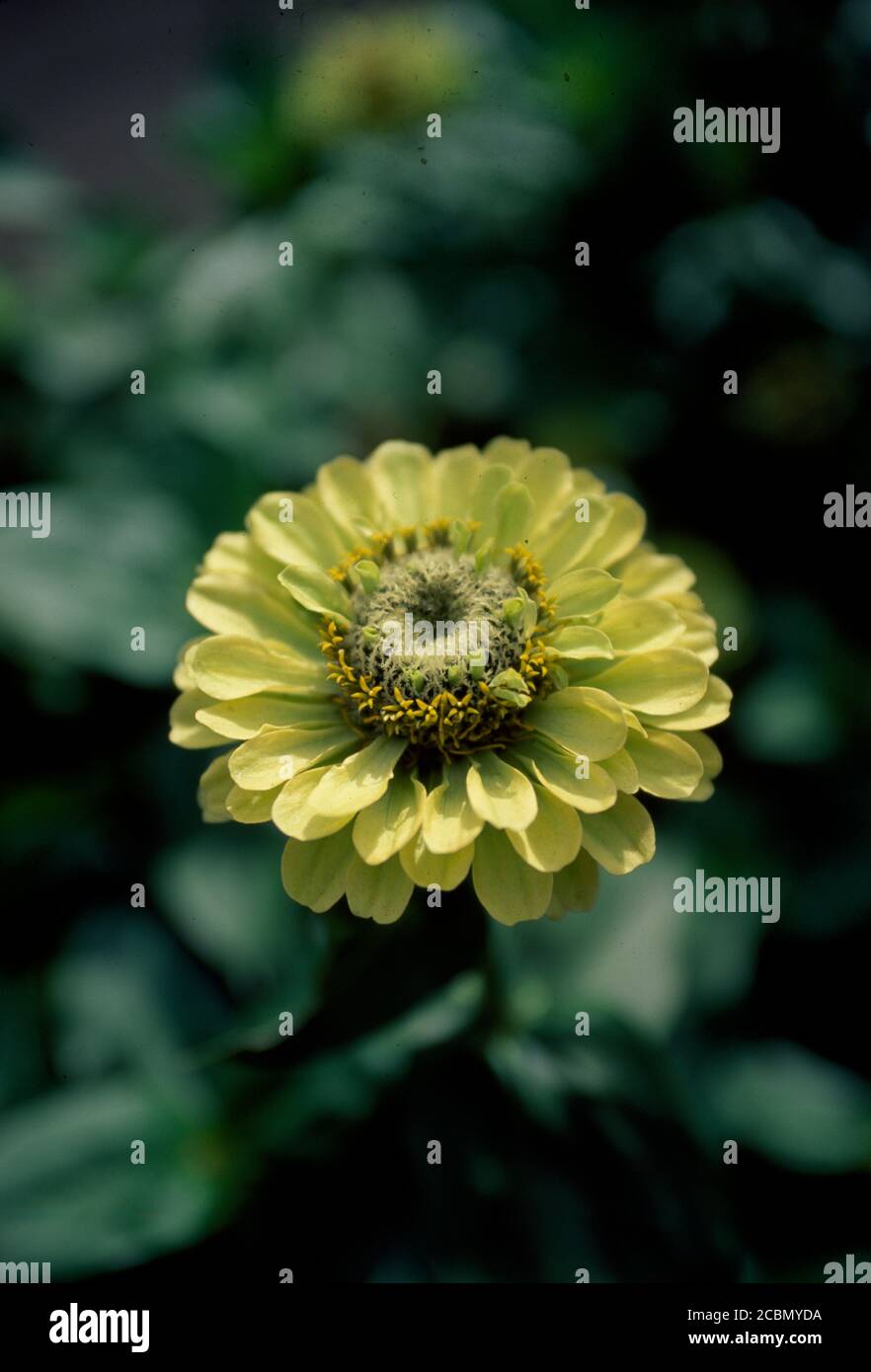 Closeup of yellow dahlia flower Stock Photo