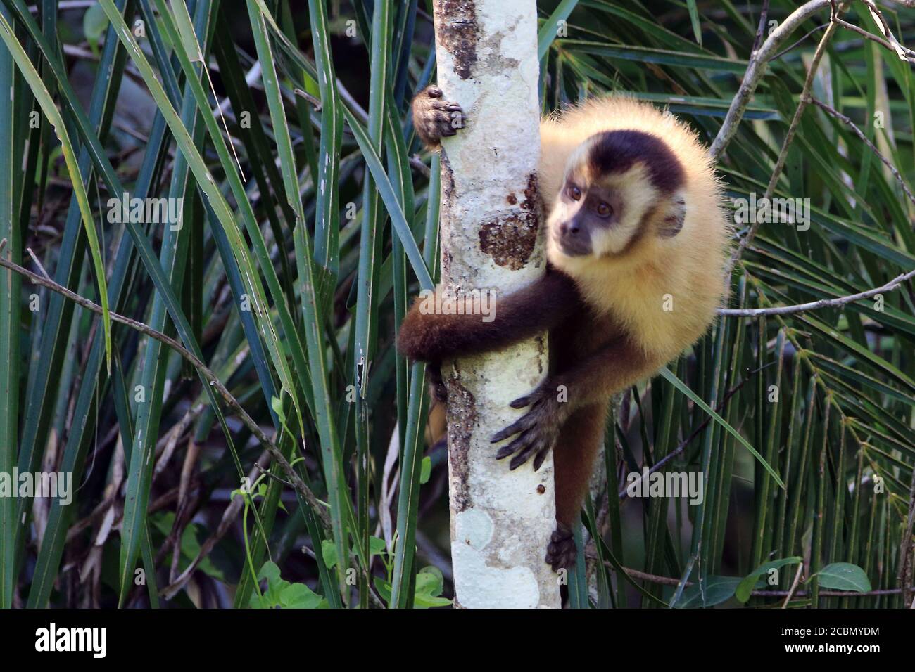 Macaco aranha hi-res stock photography and images - Alamy