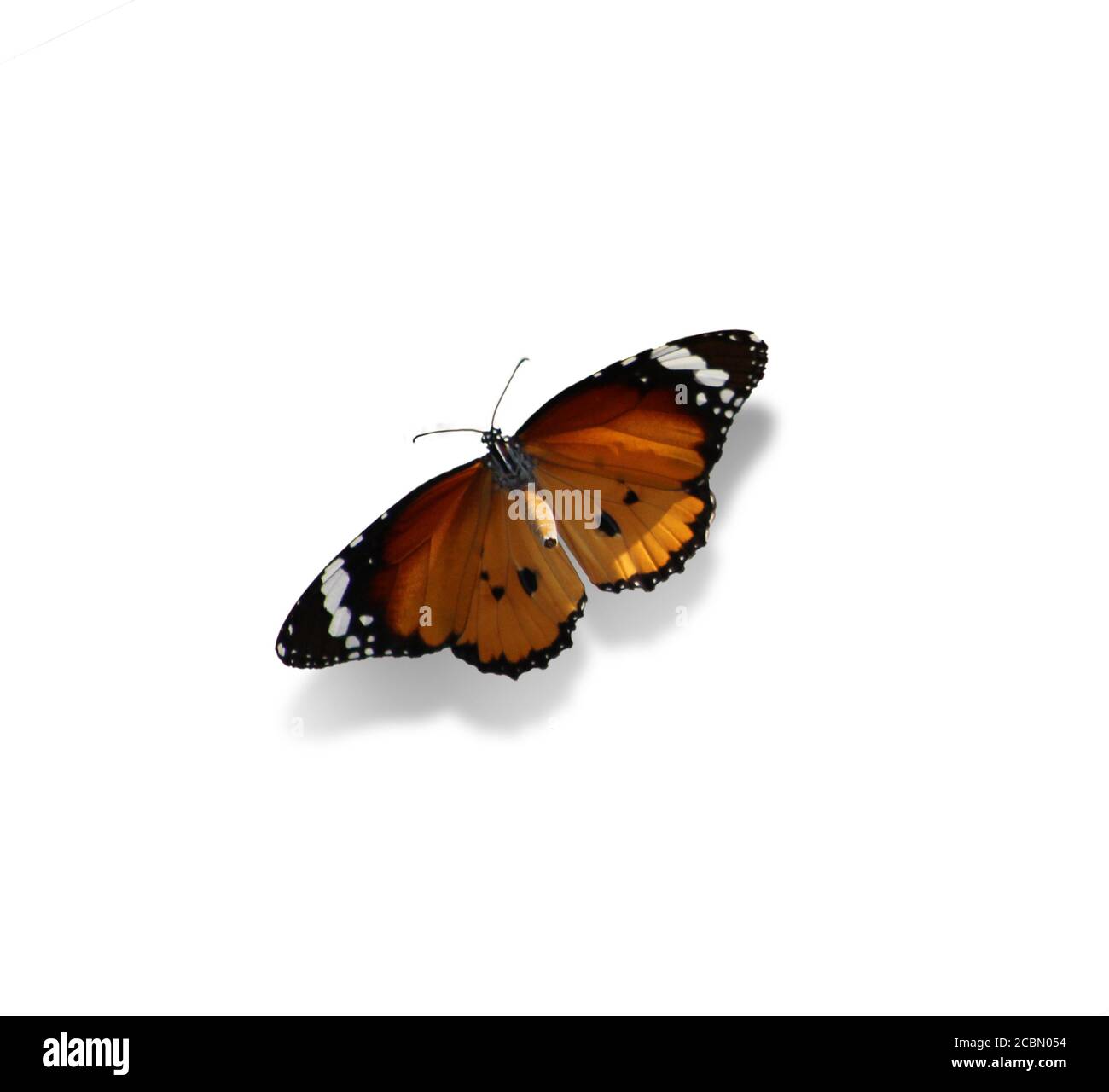 Monarch butterfly flying isolated hi-res stock photography and images -  Alamy