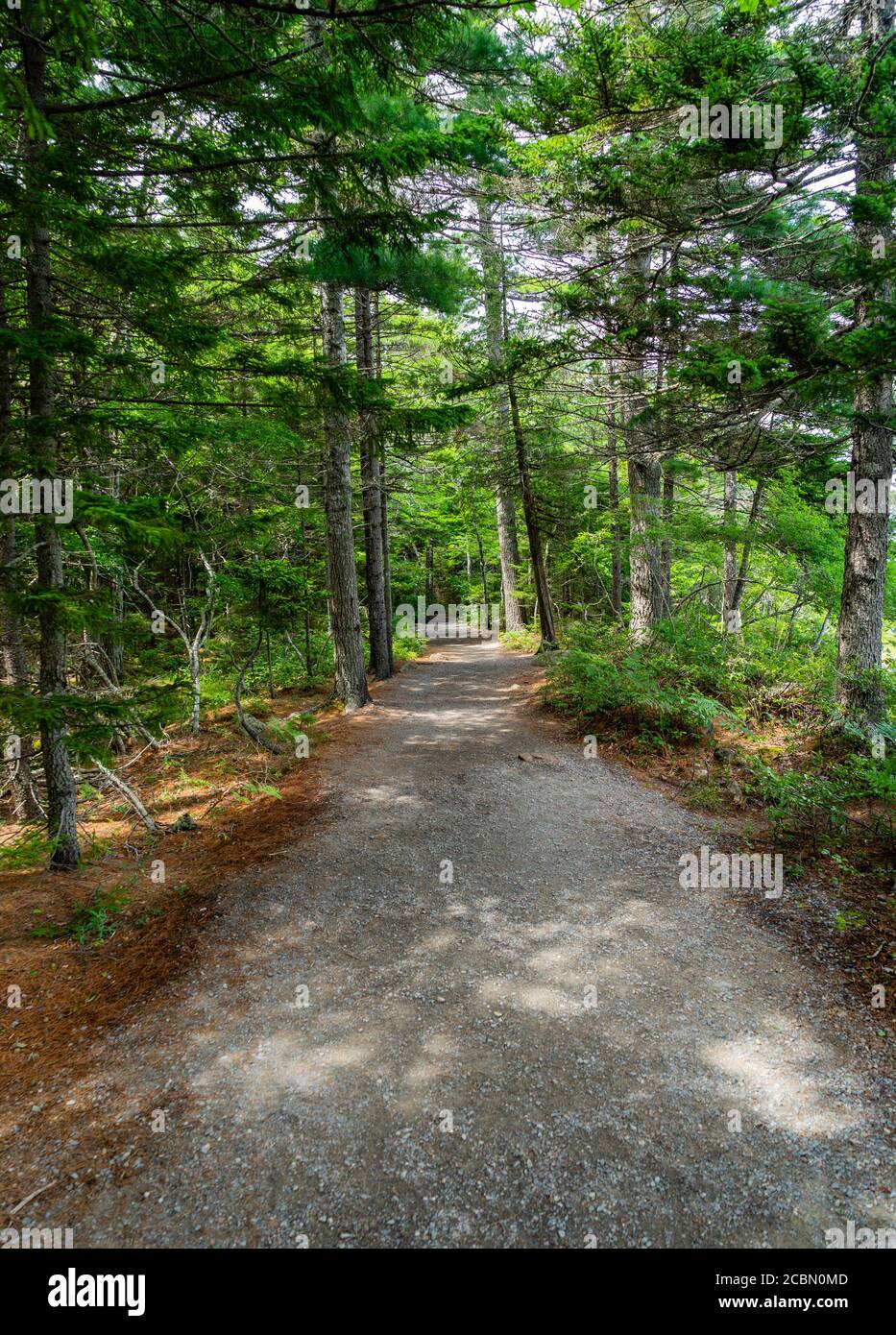Stone covered walking path in the woods Stock Photo