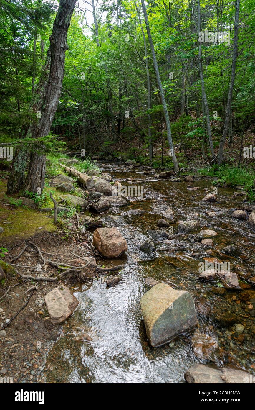 Small streams flows through some rocks in the woods Stock Photo
