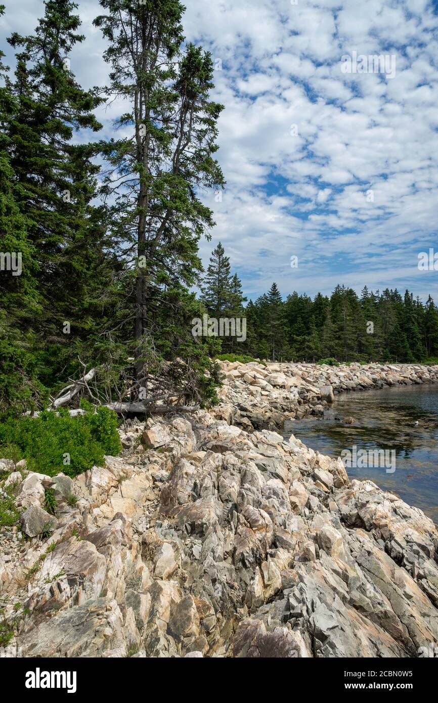 Trees surround a cove in the Schoodic Peninsula in the Acadia National Park in Maine Stock Photo