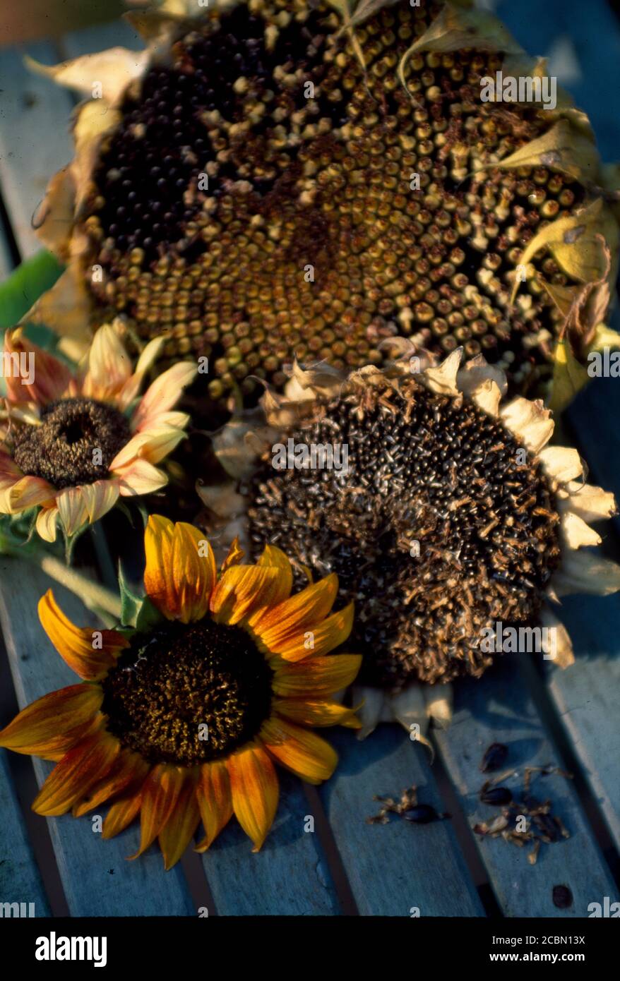 Sunflowers drying after flowering Stock Photo Alamy