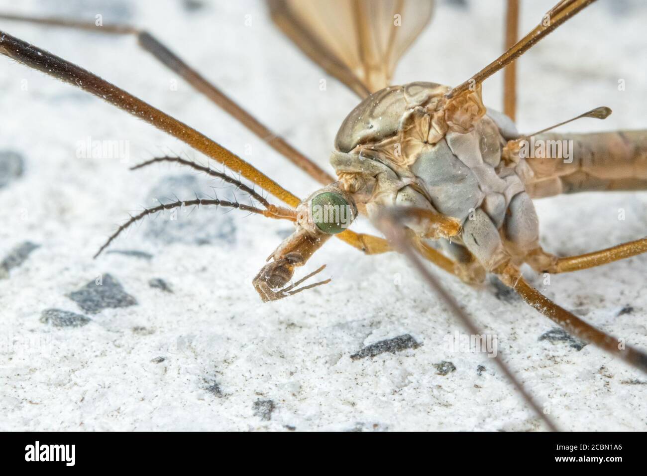 Crane fly from extreme close-up . Tipula maxima. Stock Photo
